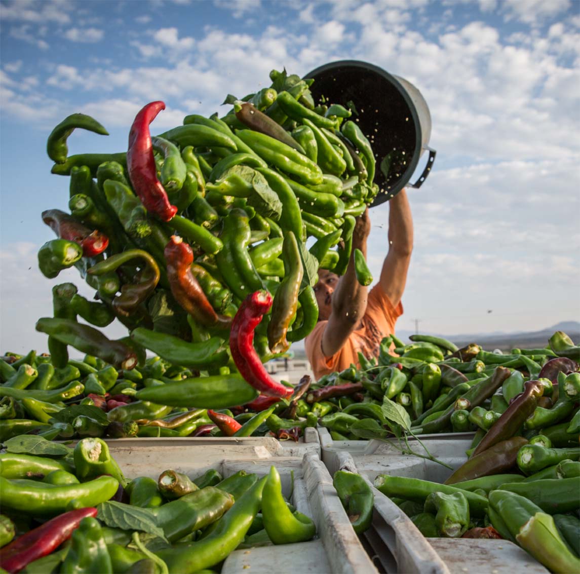 My Albuquerque Food Guide: Tasting the Unique Flavors of New Mexico